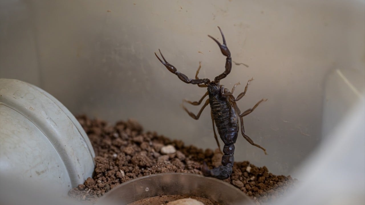 Foto - Laboratuvarda seruma dönüşüyor! Akrep zehri böyle hayat kurtarıyor