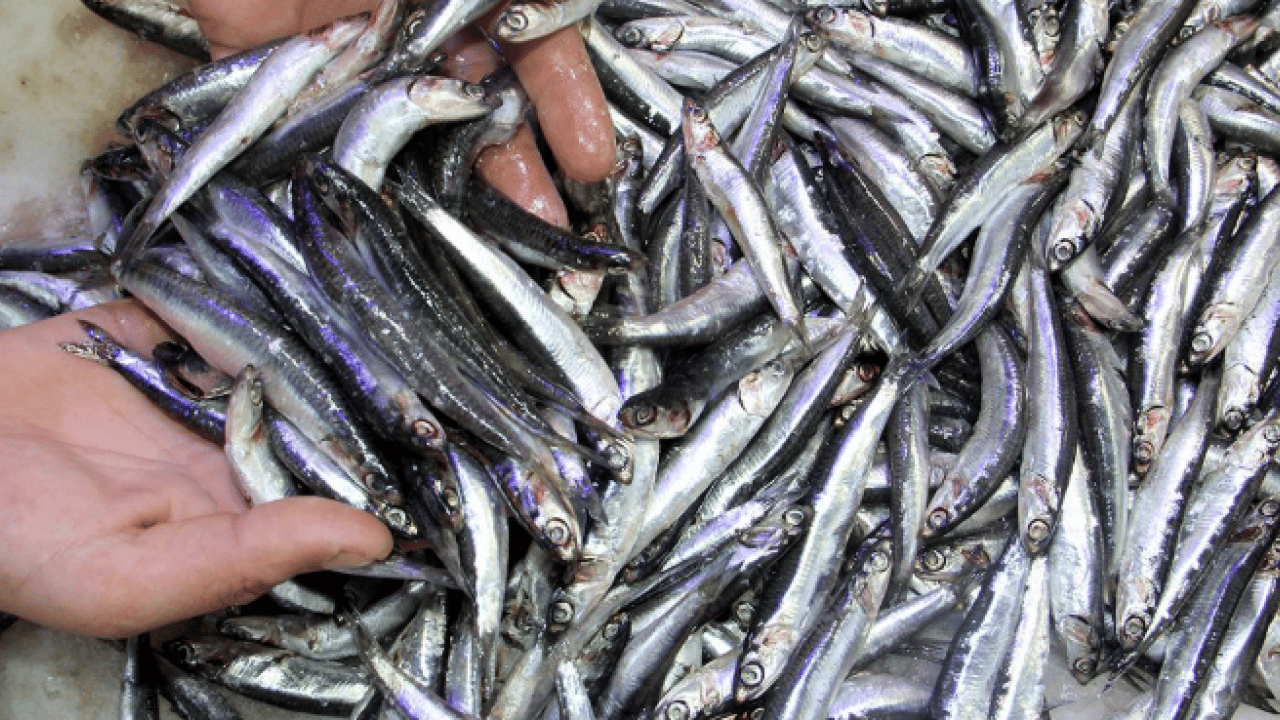 Foto - Laz ustaların sırrı ortaya çıktı: İşte hamsiyi en iyi saklama yöntemi!