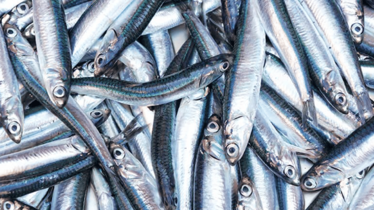 Foto - Laz ustaların sırrı ortaya çıktı: İşte hamsiyi en iyi saklama yöntemi!