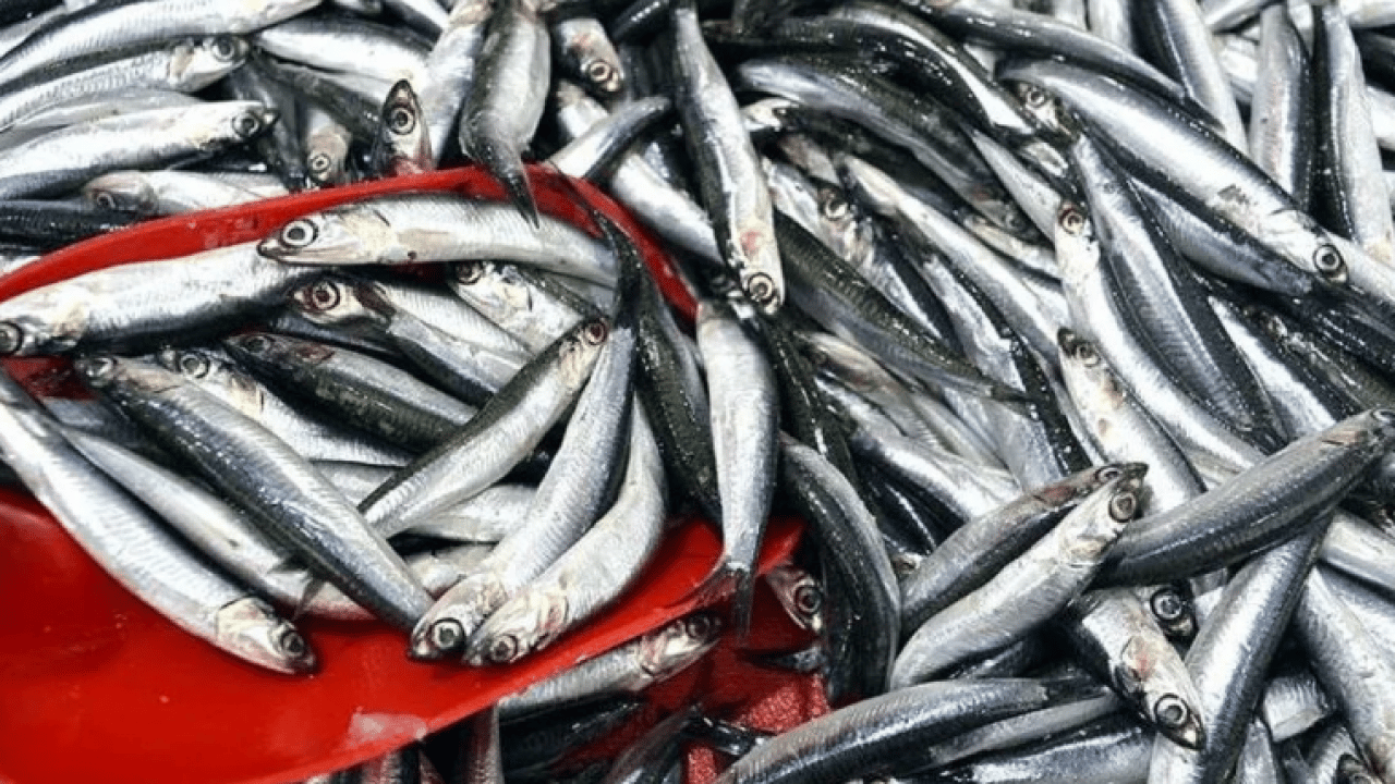 Laz ustaların sırrı ortaya çıktı: İşte hamsiyi en iyi saklama yöntemi!