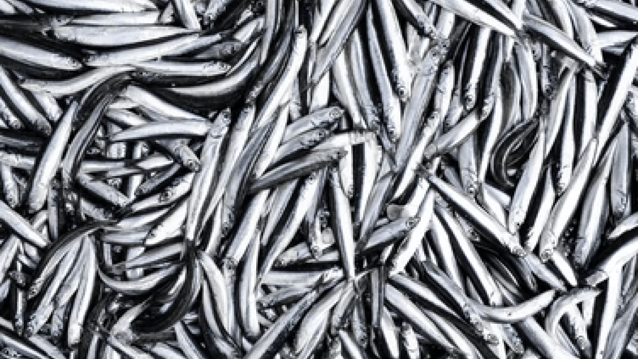 Foto - Laz ustaların sırrı ortaya çıktı: İşte hamsiyi en iyi saklama yöntemi!