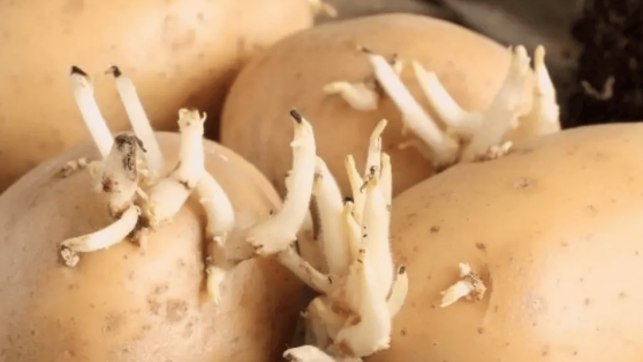 Foto - Lezzet yerine tehlike fışkıracak! Aman dikkat mideyi deliyor: Patateste bu iz varsa... Kimseye 'ye' demeyin