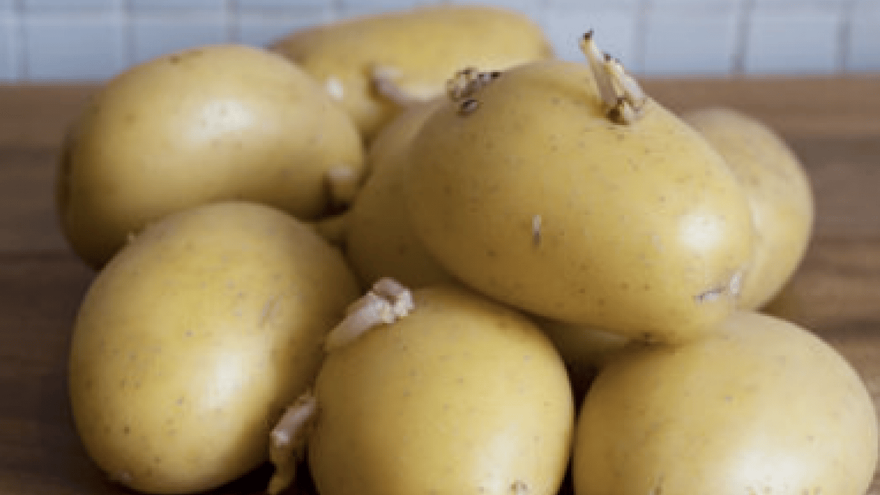 Foto - Lezzet yerine tehlike fışkıracak! Aman dikkat mideyi deliyor: Patateste bu iz varsa... Kimseye 'ye' demeyin