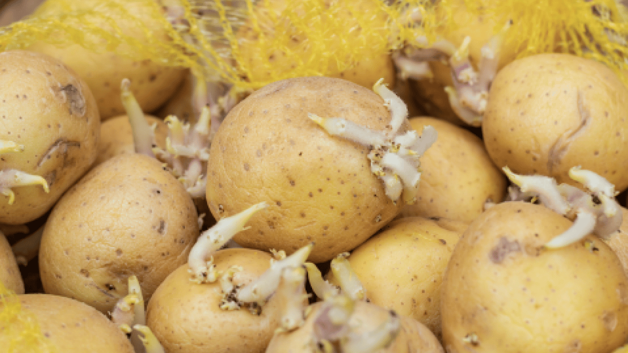 Foto - Lezzet yerine tehlike fışkıracak! Aman dikkat mideyi deliyor: Patateste bu iz varsa... Kimseye 'ye' demeyin