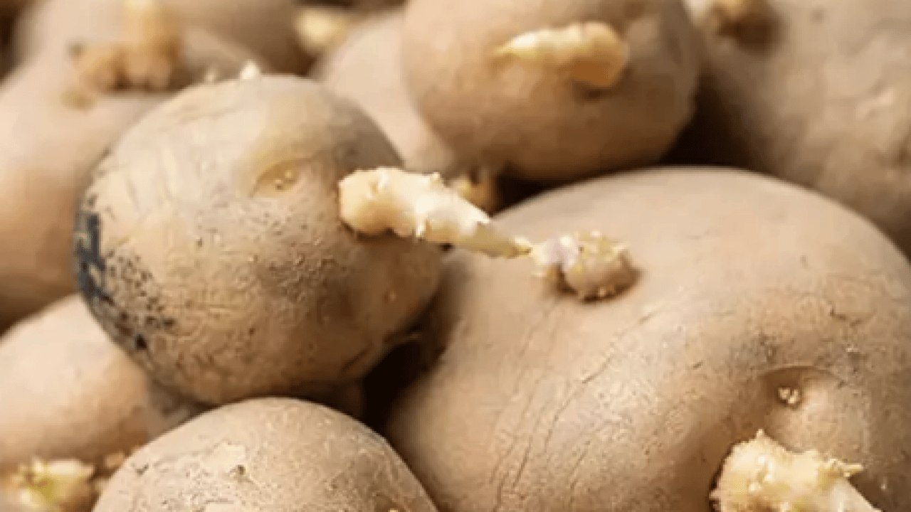 Foto - Lezzet yerine tehlike fışkıracak! Aman dikkat mideyi deliyor: Patateste bu iz varsa... Kimseye 'ye' demeyin