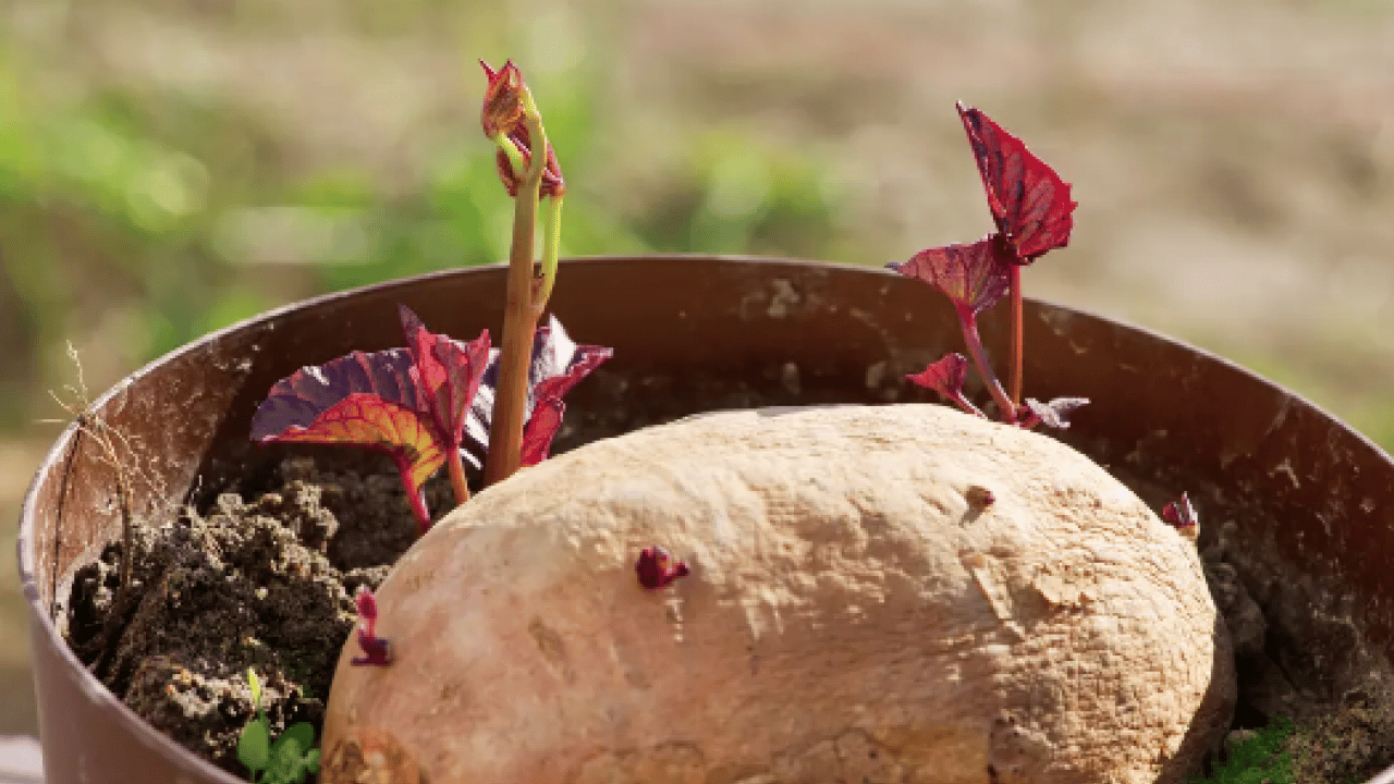 Foto - Lezzet yerine tehlike fışkıracak! Aman dikkat mideyi deliyor: Patateste bu iz varsa... Kimseye 'ye' demeyin