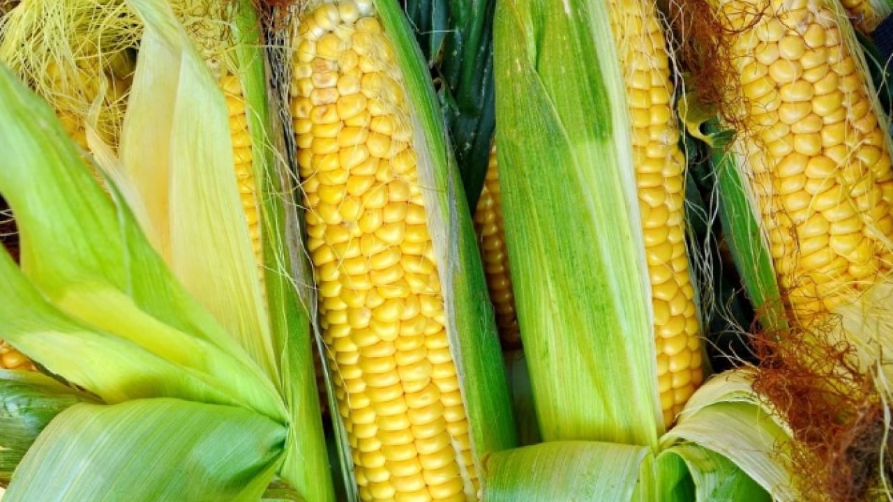 Foto - Lezzetini kat kat arttıracak! Haşlanmış mısırın yumuşamasını sağlayan yöntem