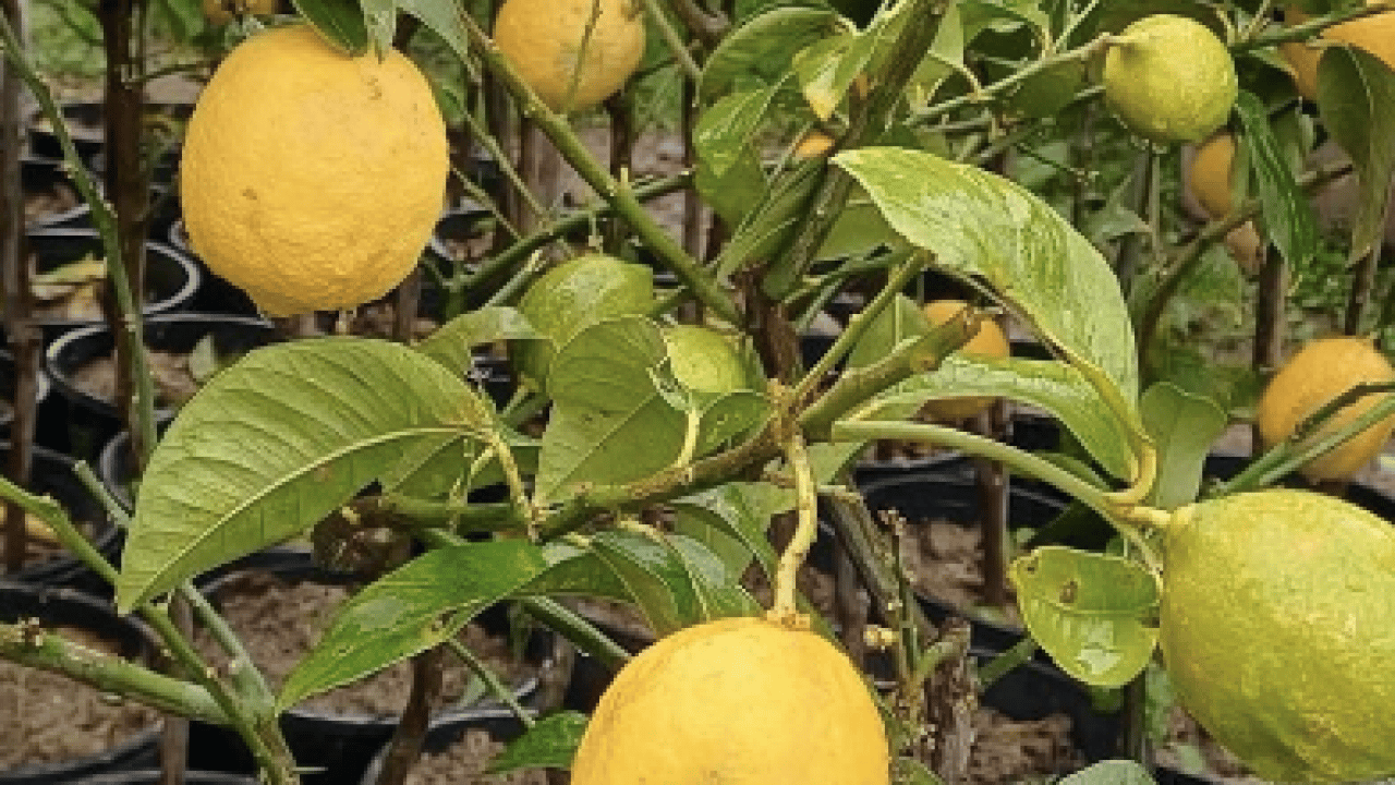 Foto - Limon meğer ne kadar faydalıymış! Sararan beyazlara gelen çözüm...