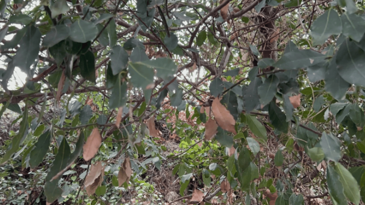 Foto - Litre fiyatı 1000 lira oldu! Ormanda kendiliğinden yetişiyor