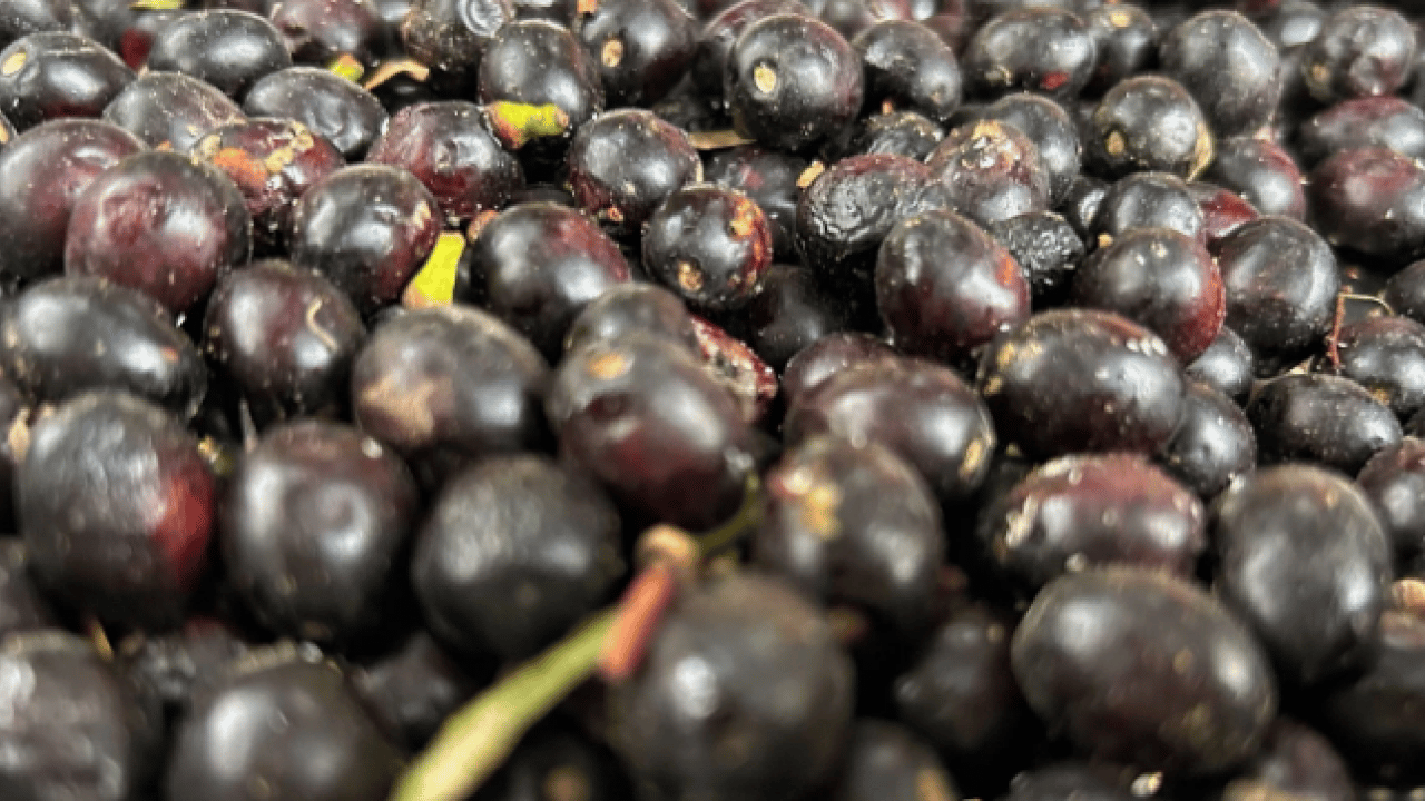 Foto - Litre fiyatı 1000 lira oldu! Ormanda kendiliğinden yetişiyor