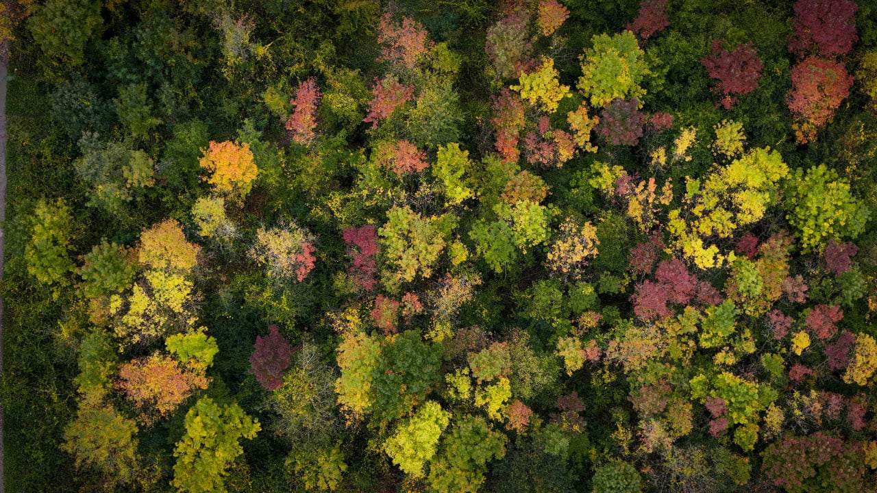 Foto - Longozda büyüleyici manzara! Sonbahar tüm tonlarıyla sahnede