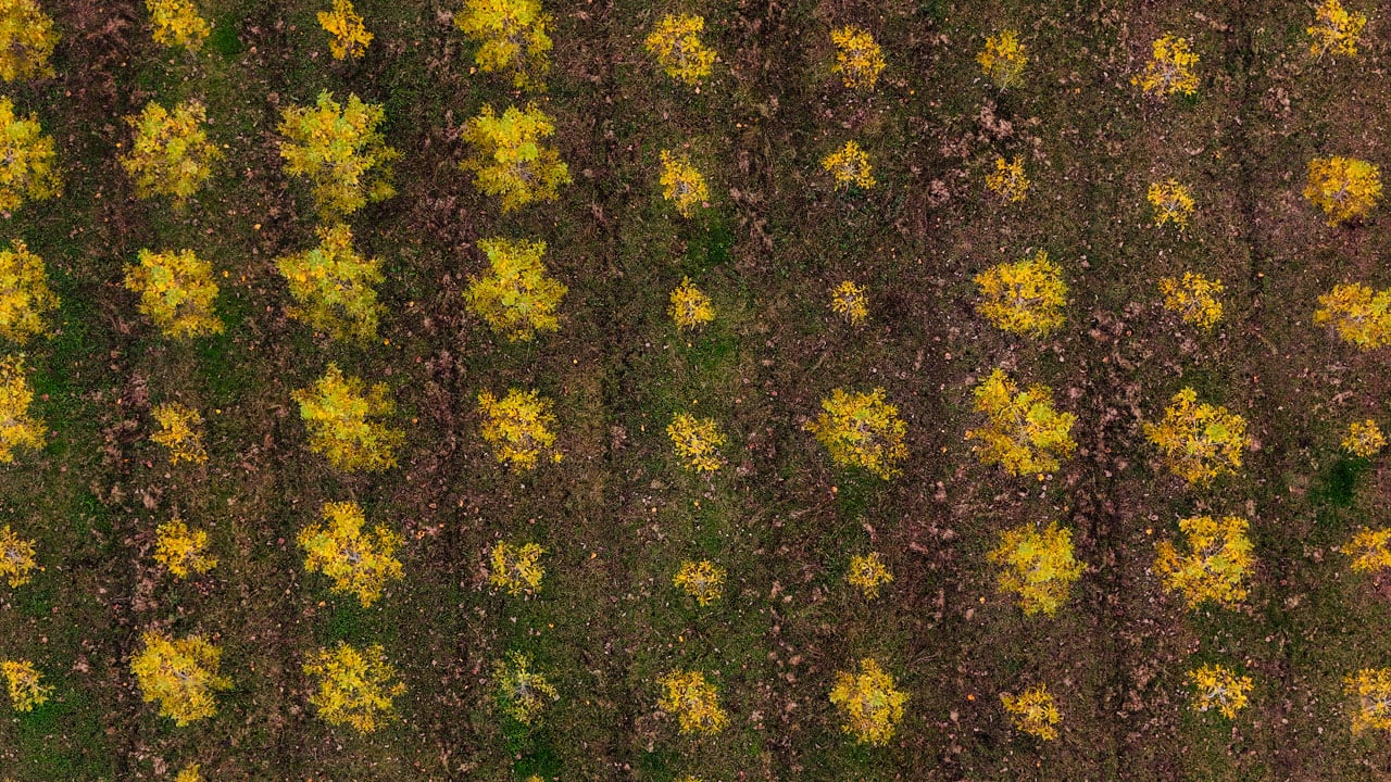 Foto - Longozda büyüleyici manzara! Sonbahar tüm tonlarıyla sahnede