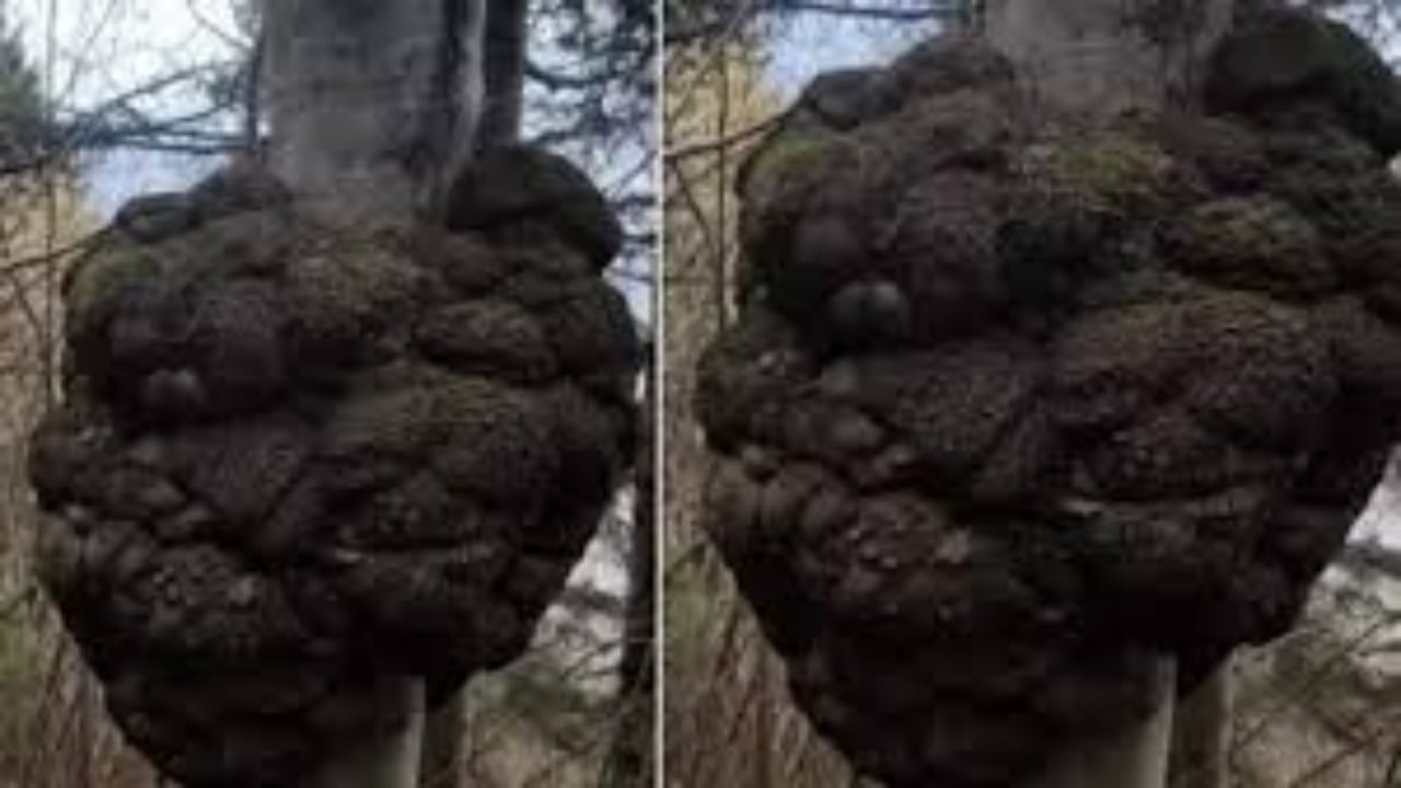 Lüks otomobillerde kullanılıyor! Değeri altınla yarışan gizli hazine, Trabzon’da ormanda ortaya çıktı