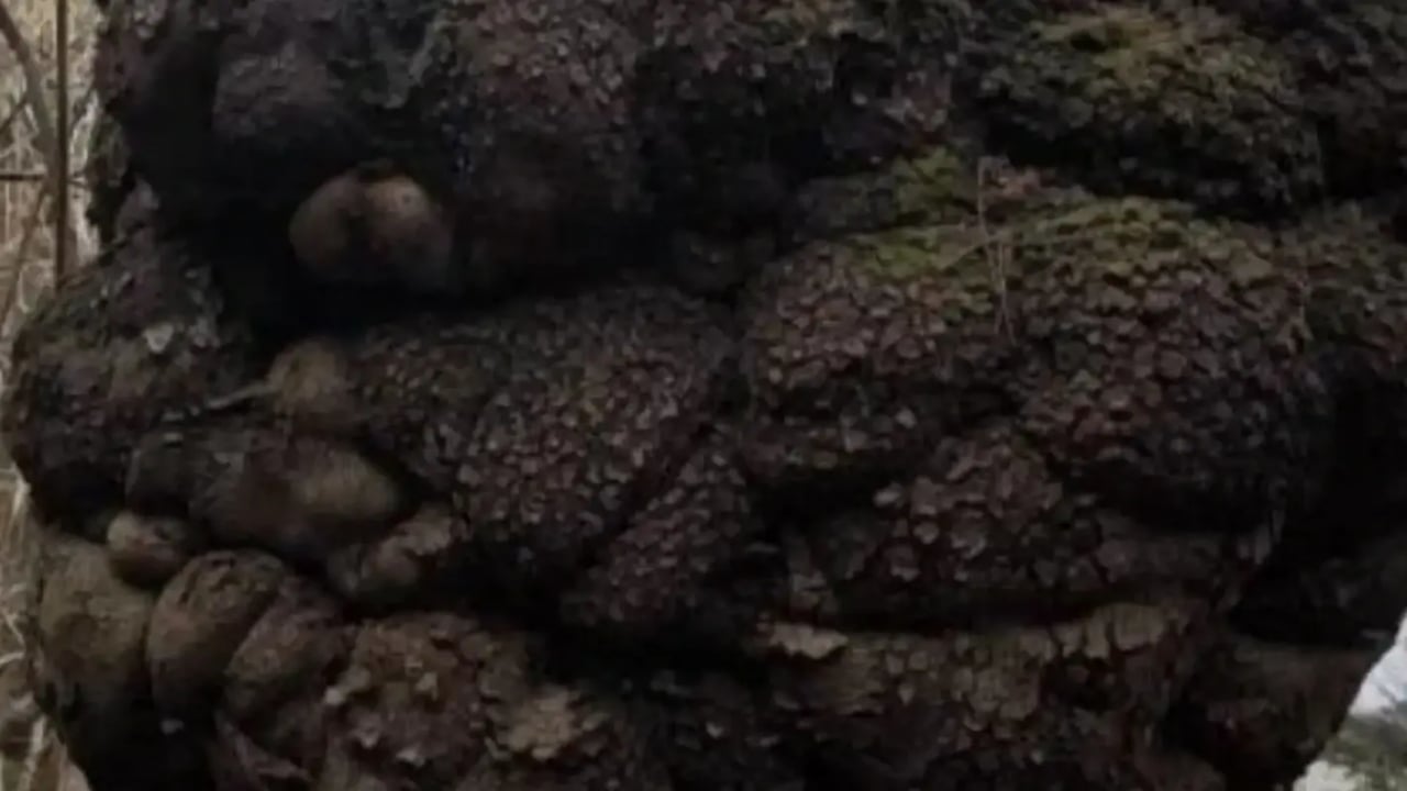 Foto - Lüks otomobillerde kullanılıyor! Değeri altınla yarışan gizli hazine, Trabzon’da ormanda ortaya çıktı