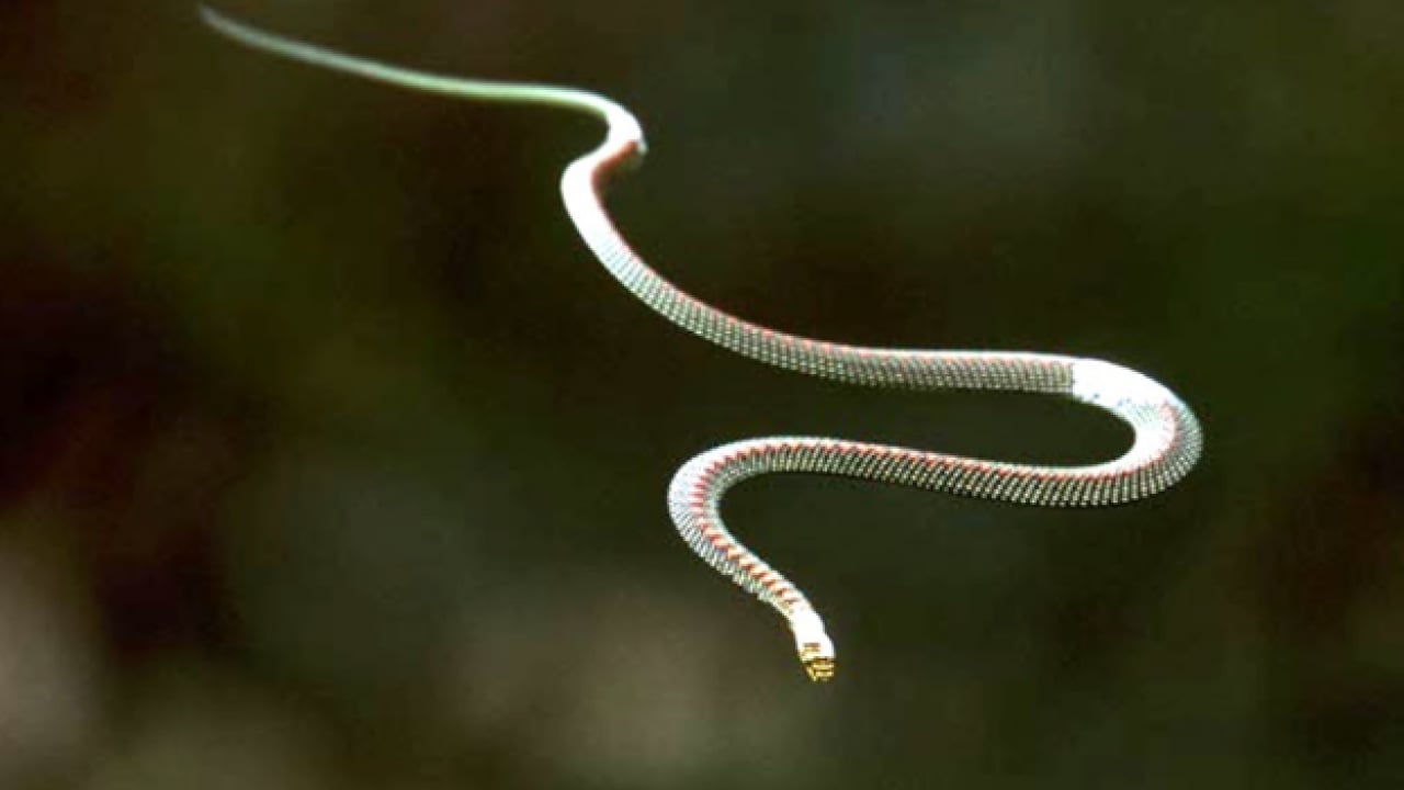 Foto - Mağara çatlaklarından çıkıyor! Uçan yılanlar bilim dünyasını şaşkına çevirdi