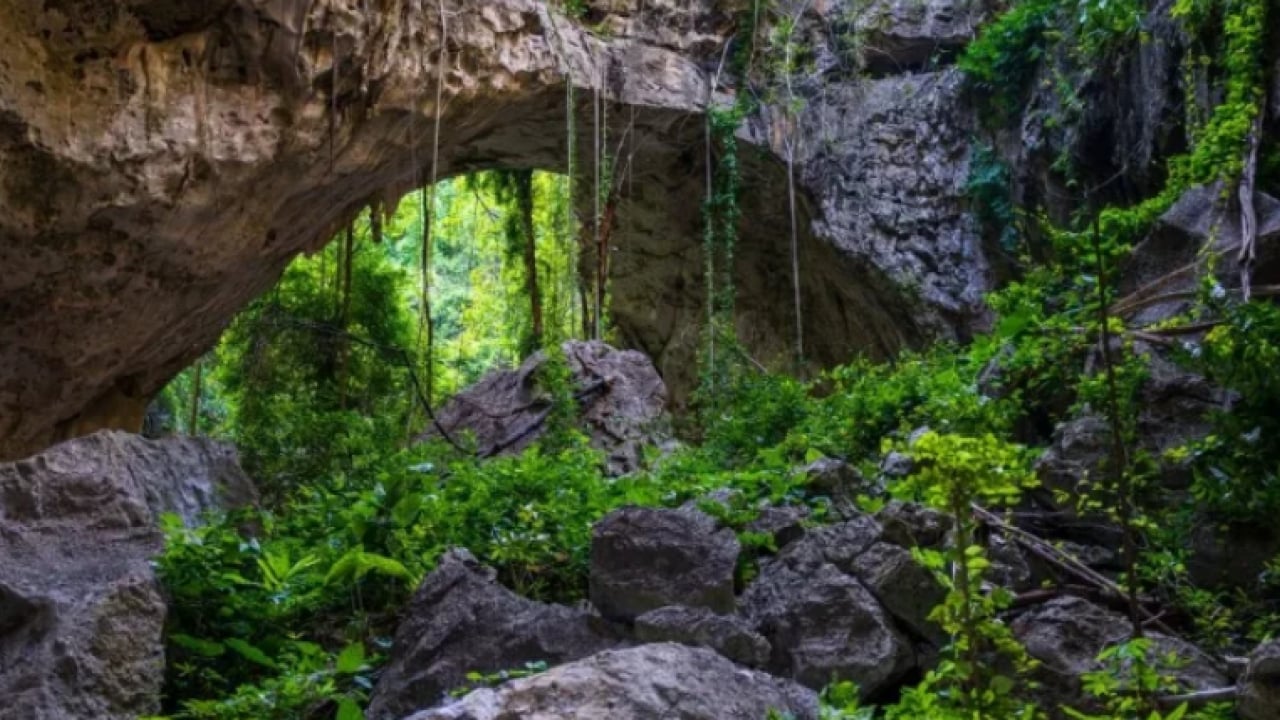 Foto - Mağara çatlaklarından çıkıyor! Uçan yılanlar bilim dünyasını şaşkına çevirdi