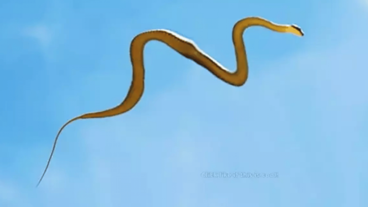 Foto - Mağara çatlaklarından çıkıyor! Uçan yılanlar bilim dünyasını şaşkına çevirdi