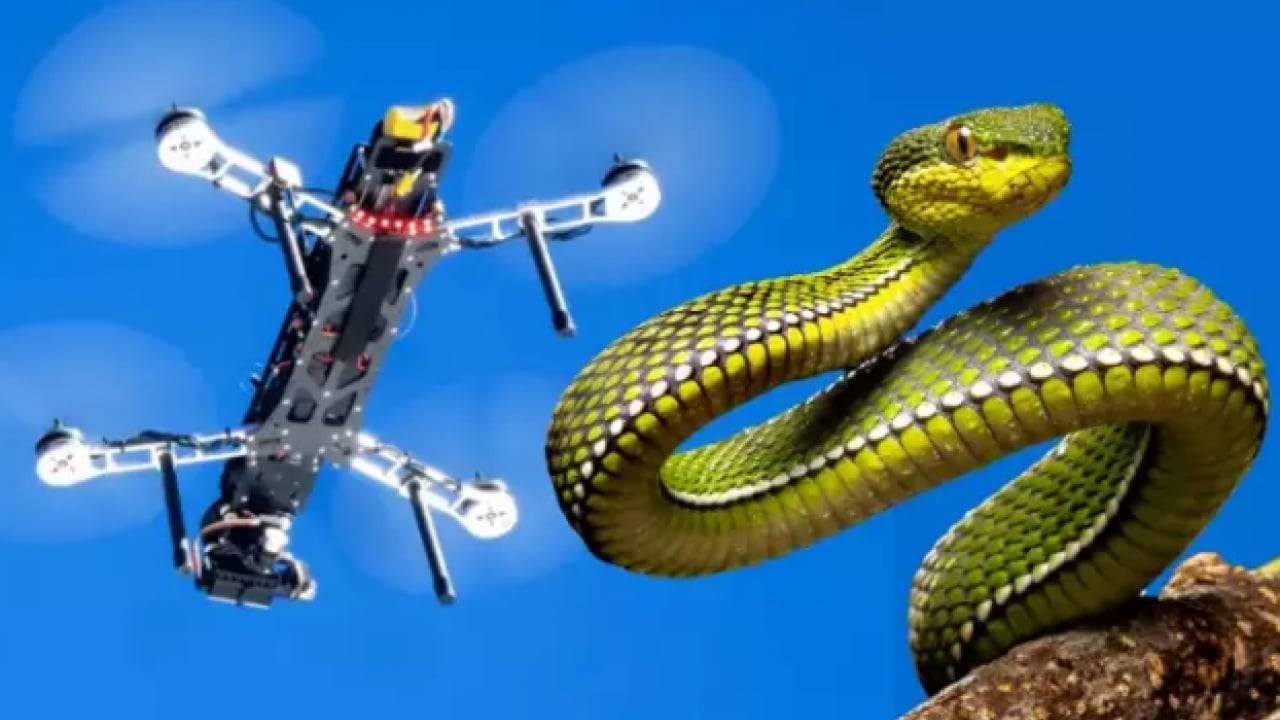 Foto - Mağara çatlaklarından çıkıyor! Uçan yılanlar bilim dünyasını şaşkına çevirdi