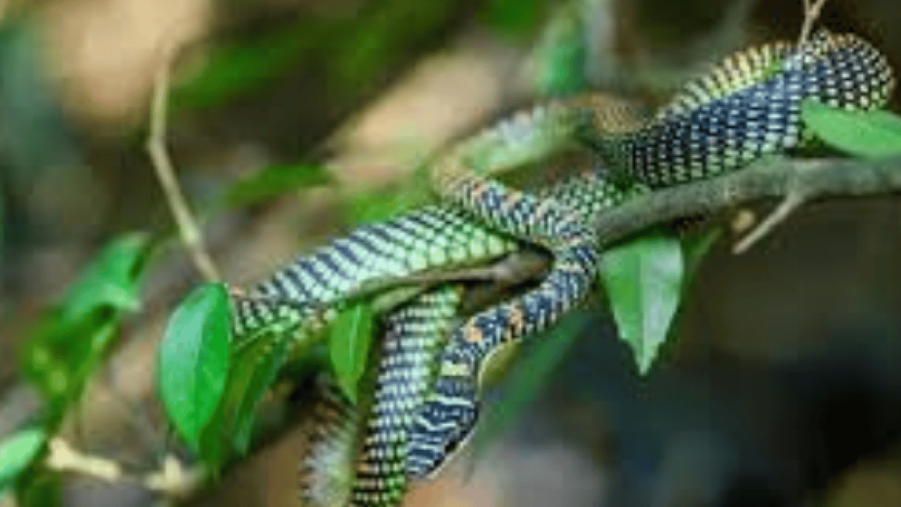 Foto - Mağara çatlaklarından çıkıyor! Uçan yılanlar bilim dünyasını şaşkına çevirdi