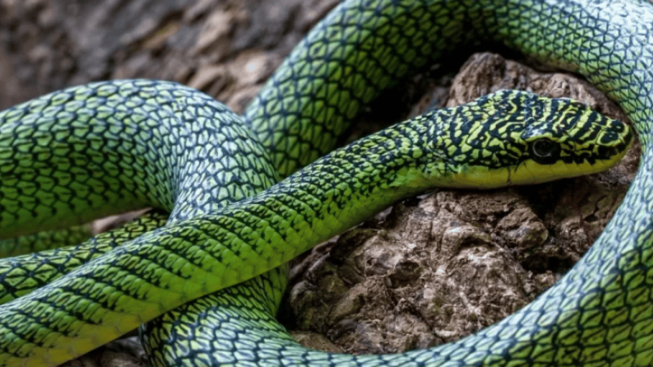 Foto - Mağara çatlaklarından çıkıyor! Uçan yılanlar bilim dünyasını şaşkına çevirdi
