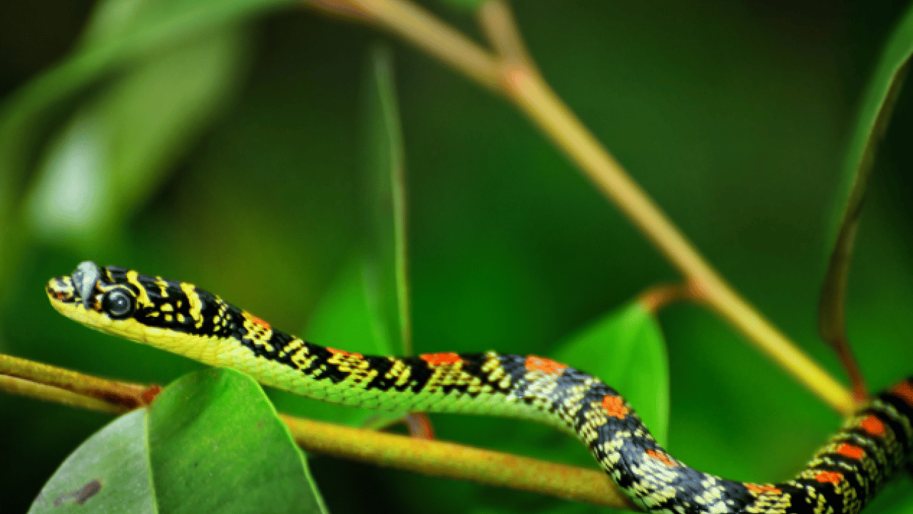 Foto - Mağara çatlaklarından çıkıyor! Uçan yılanlar bilim dünyasını şaşkına çevirdi