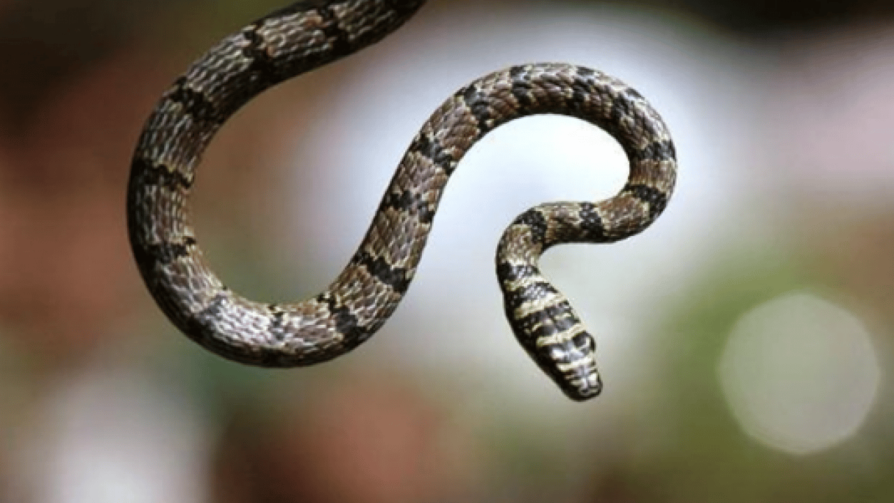 Foto - Mağara çatlaklarından çıkıyor! Uçan yılanlar bilim dünyasını şaşkına çevirdi