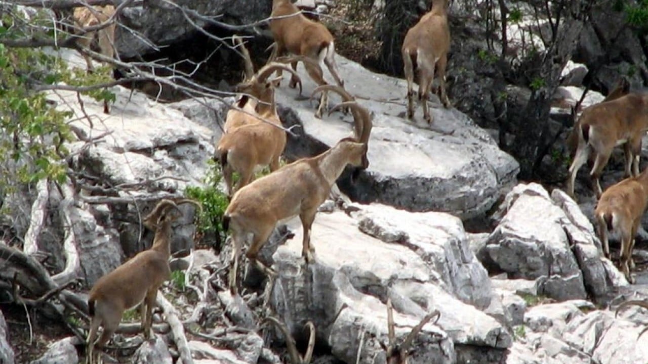 Mahalle halkıyla iç içeler Dağdan sıkılıp şehre indiler