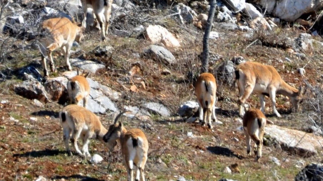 Foto - Mahalle halkıyla iç içeler Dağdan sıkılıp şehre indiler