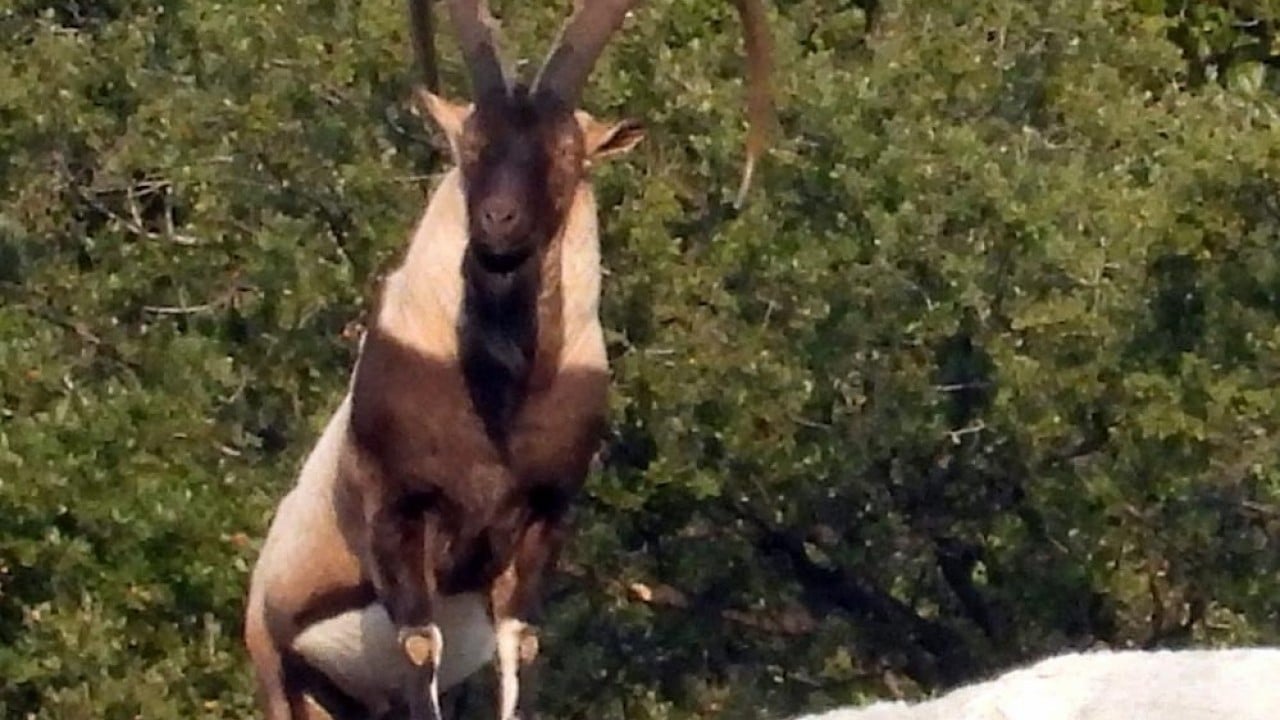Foto - Mahalle halkıyla iç içeler Dağdan sıkılıp şehre indiler