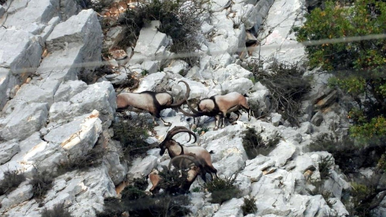 Foto - Mahalle halkıyla iç içeler Dağdan sıkılıp şehre indiler