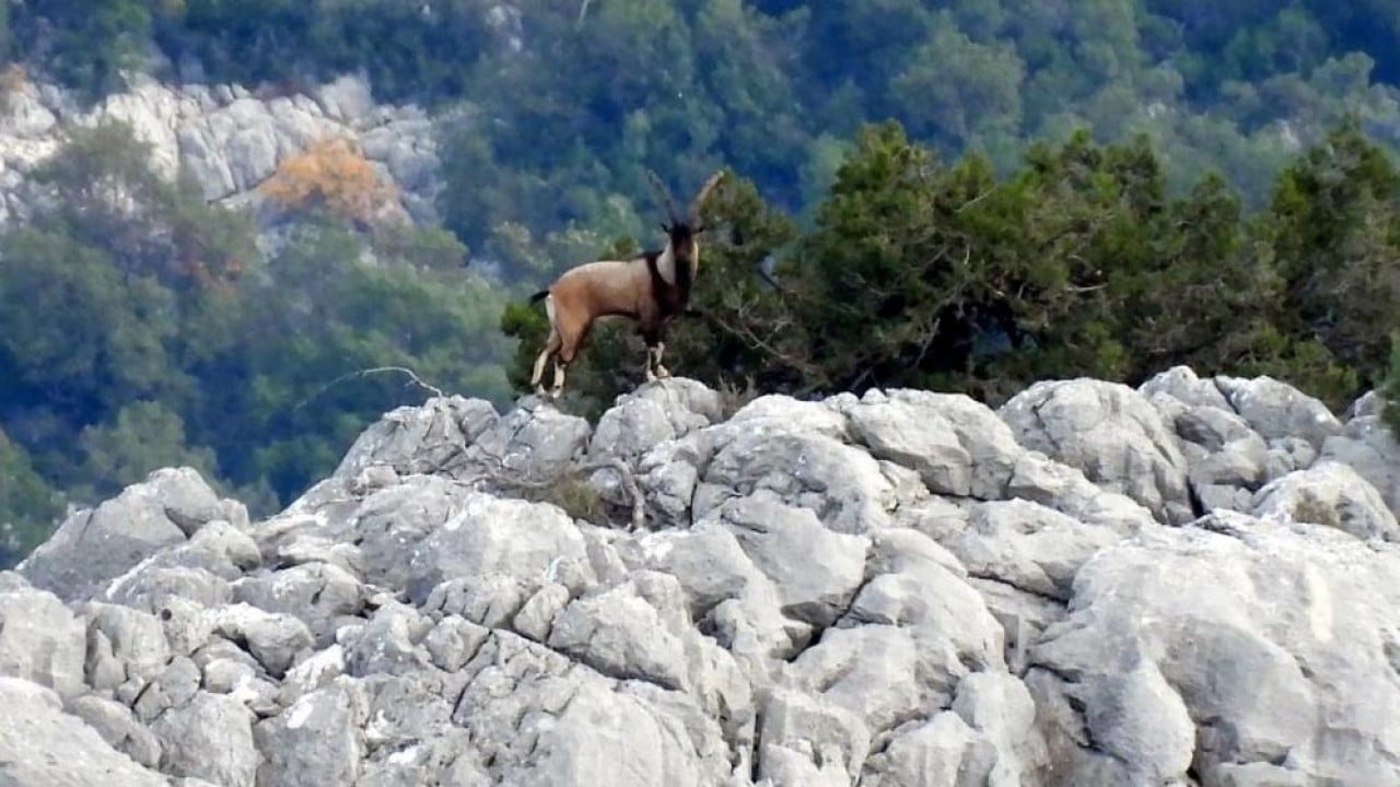 Foto - Mahalle halkıyla iç içeler Dağdan sıkılıp şehre indiler
