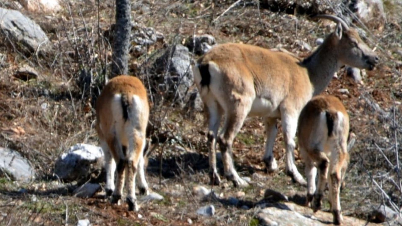 Foto - Mahalle halkıyla iç içeler Dağdan sıkılıp şehre indiler
