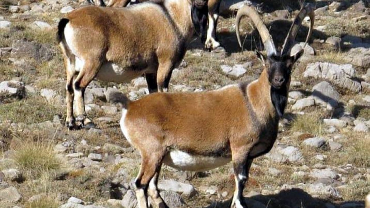 Foto - Mahalle halkıyla iç içeler Dağdan sıkılıp şehre indiler