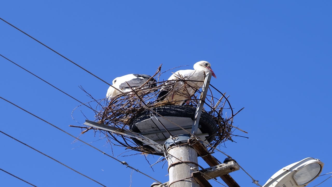 Foto - Mahalleli seferber oldu! 40 yıllık leylek yuvası yeniden yapıldı