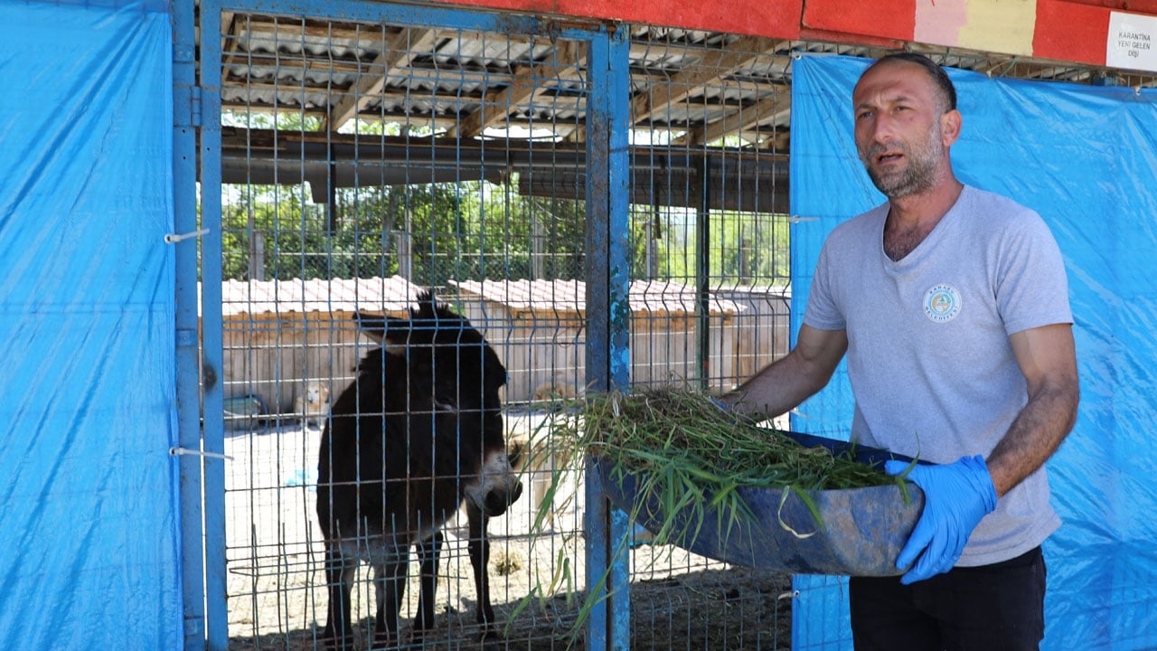 Foto - Mahalleye inen eşek ortalığı birbirine kattı: Anıra anıra dükkanlara girdi, cami cemaatini kovaladı