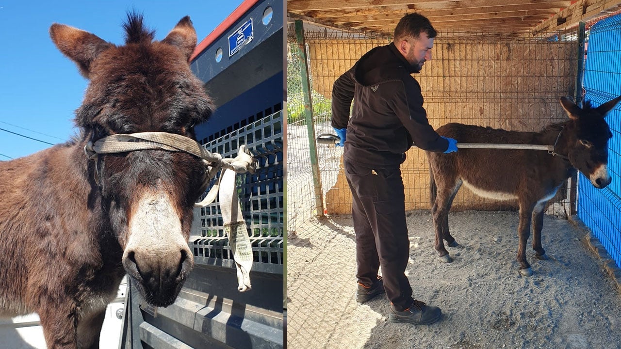 Foto - Mahalleye inen eşek ortalığı birbirine kattı: Anıra anıra dükkanlara girdi, cami cemaatini kovaladı
