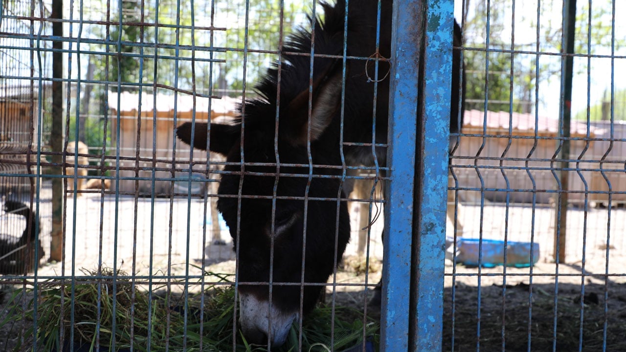 Foto - Mahalleye inen eşek ortalığı birbirine kattı: Anıra anıra dükkanlara girdi, cami cemaatini kovaladı
