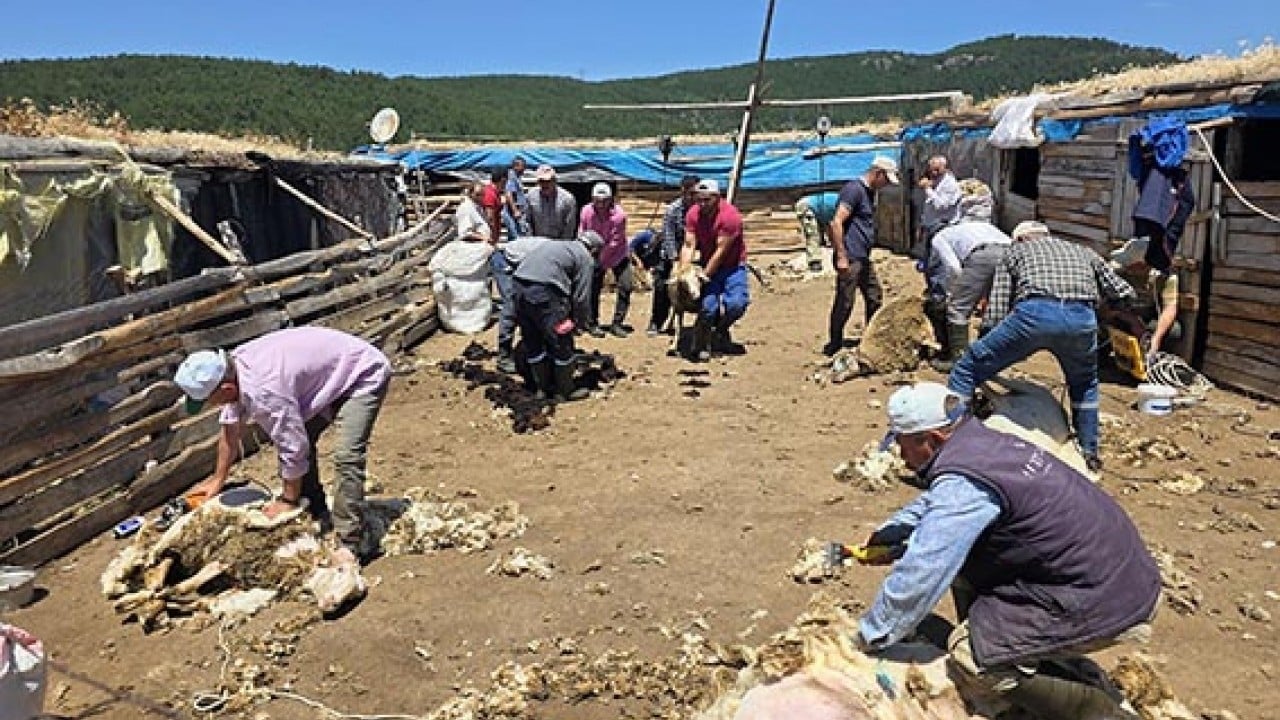 Foto - Makastan makineye geçtiler Asırlık koyun kırkma imecesi 