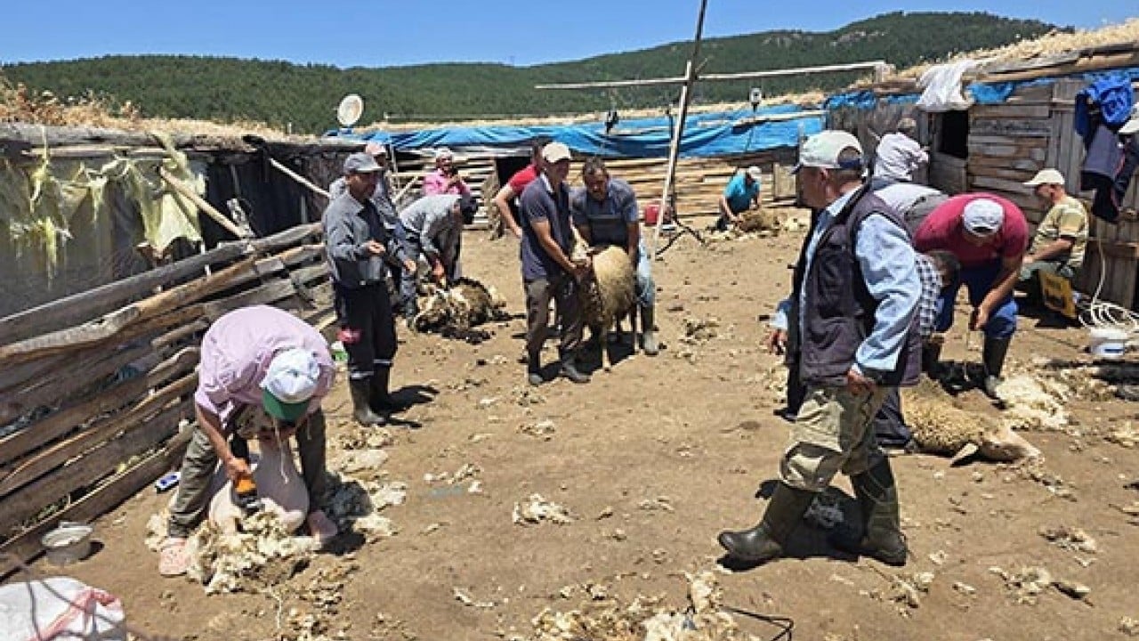 Makastan makineye geçtiler Asırlık koyun kırkma imecesi 