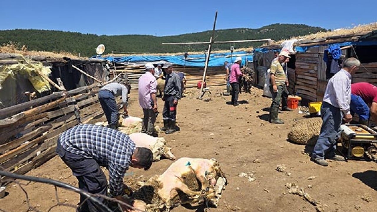 Foto - Makastan makineye geçtiler Asırlık koyun kırkma imecesi 