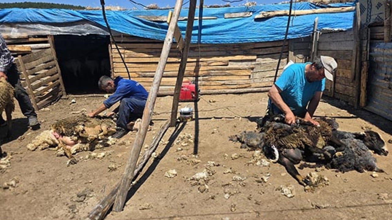 Foto - Makastan makineye geçtiler Asırlık koyun kırkma imecesi 