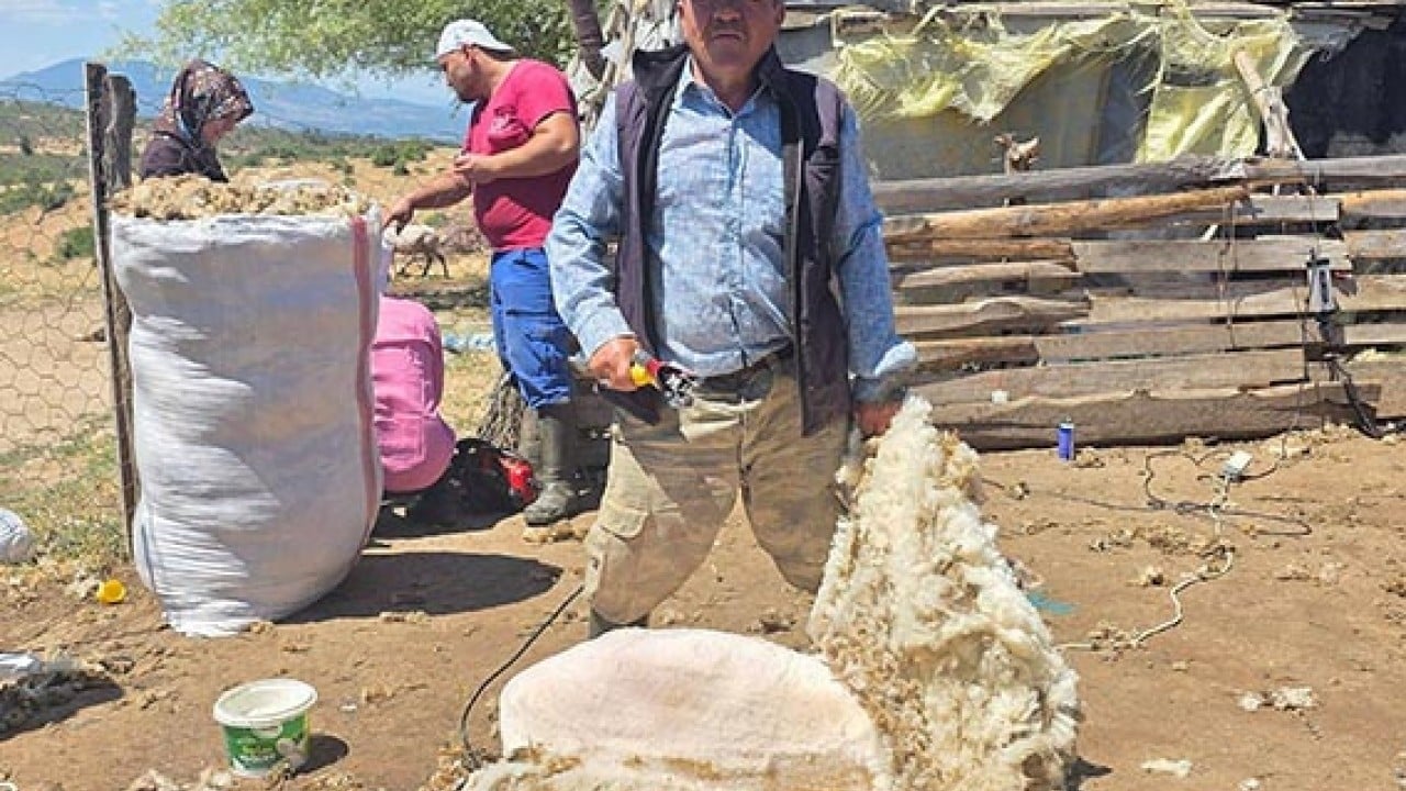Foto - Makastan makineye geçtiler Asırlık koyun kırkma imecesi 