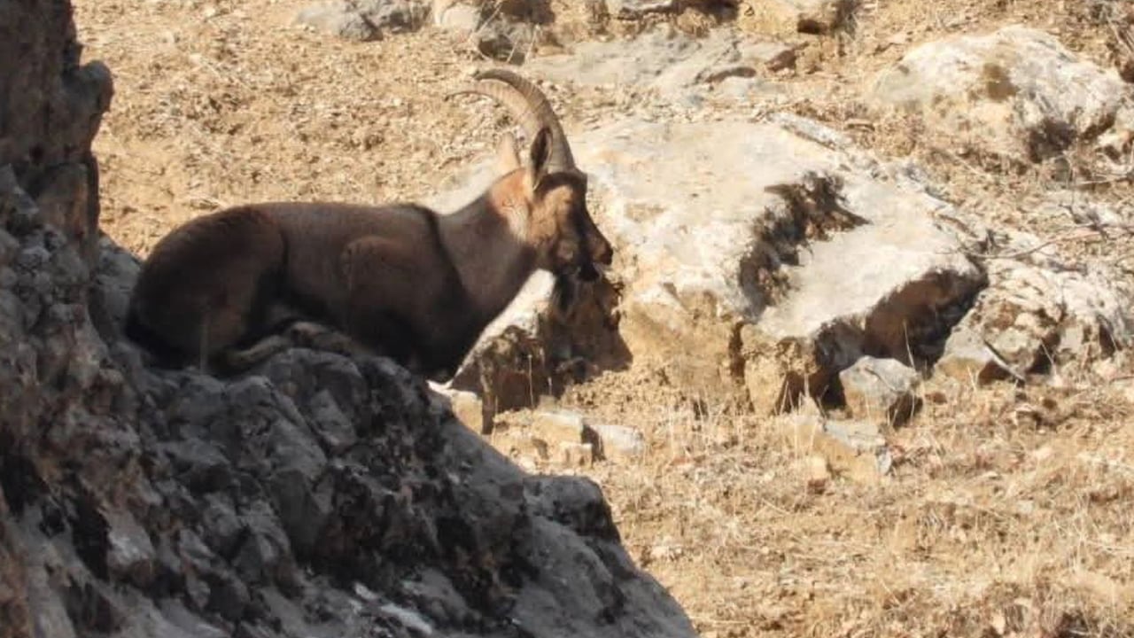 Foto - Malatya’da dağ keçileri yer çekimine meydan okuyor!