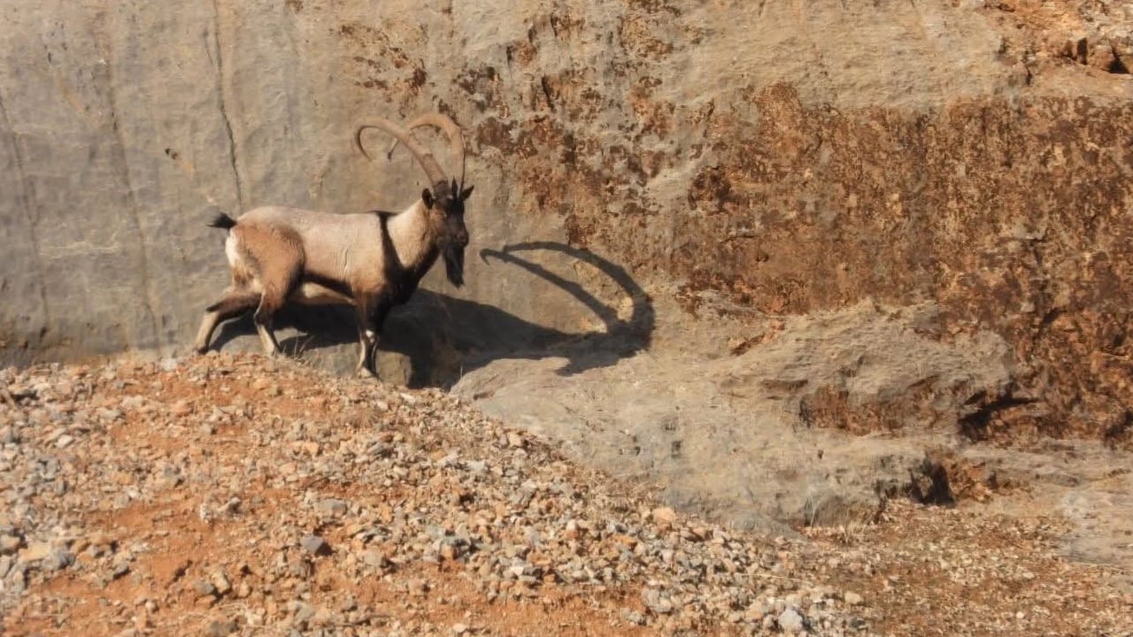 Foto - Malatya’da dağ keçileri yer çekimine meydan okuyor!