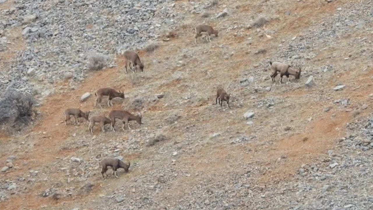 Foto - Malatya’da dağ keçileri yer çekimine meydan okuyor!