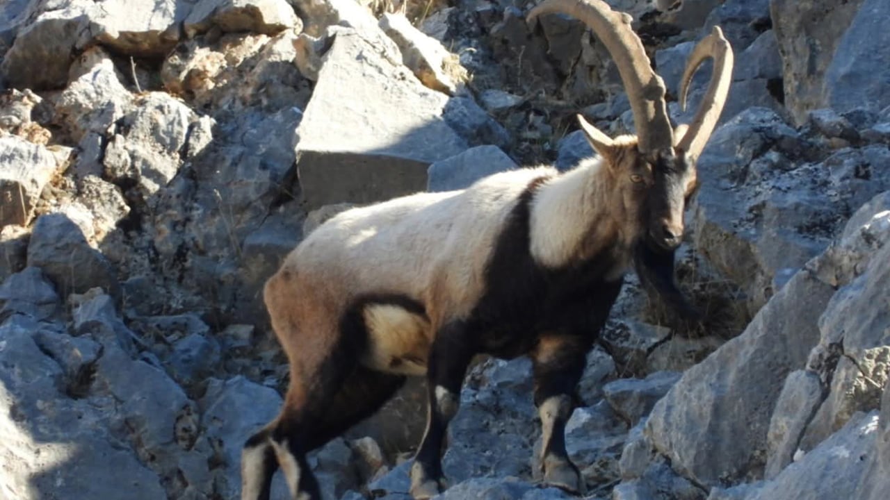 Foto - Malatya’da dağ keçileri yer çekimine meydan okuyor!
