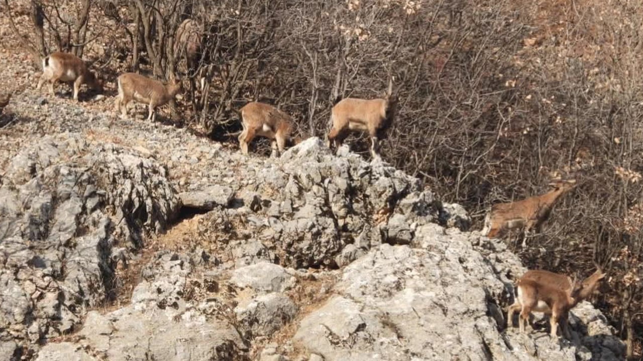 Malatya’da dağ keçileri yer çekimine meydan okuyor!