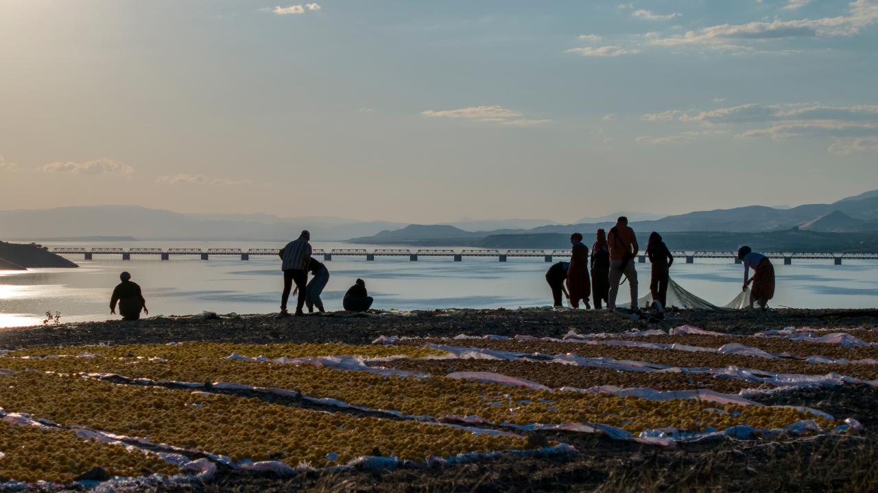 Foto - Malatya'nın altın meyvesi! Şimdi kayısı hasadı zamanı