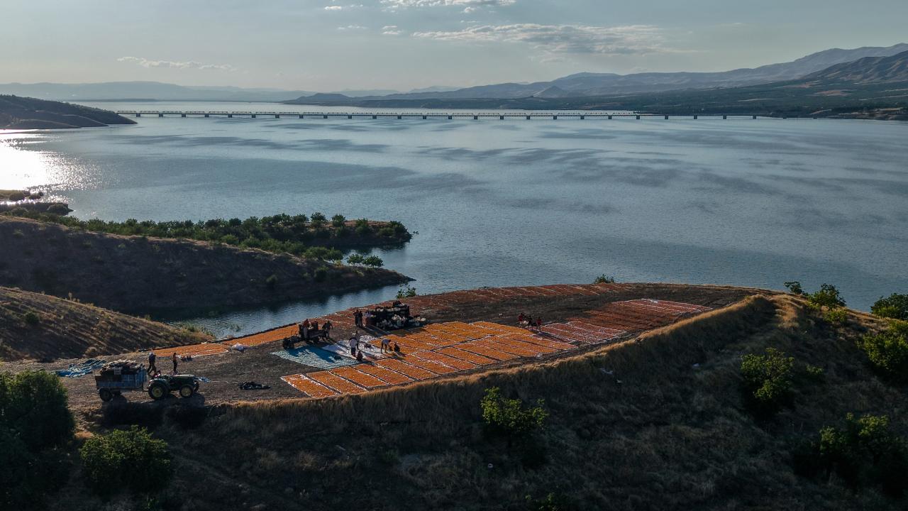 Foto - Malatya'nın altın meyvesi! Şimdi kayısı hasadı zamanı