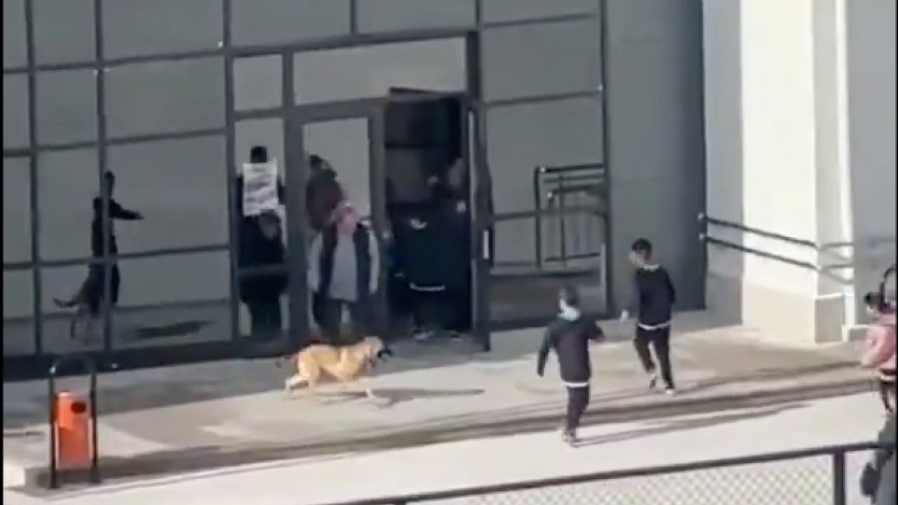 Mama lobisi hâlâ mağlup edilemedi: Başıboş köpekler tehlike saçıyor!